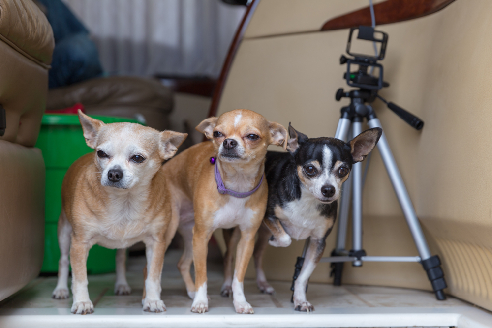 Chihuahuas of various ages standing together in the entryway of a motorhome. Tripod stand and storage tub nearby.