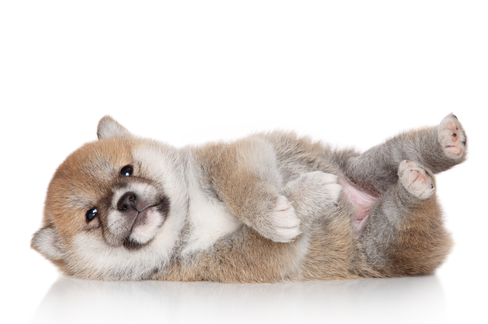 Shiba Inu puppy lying on a white background