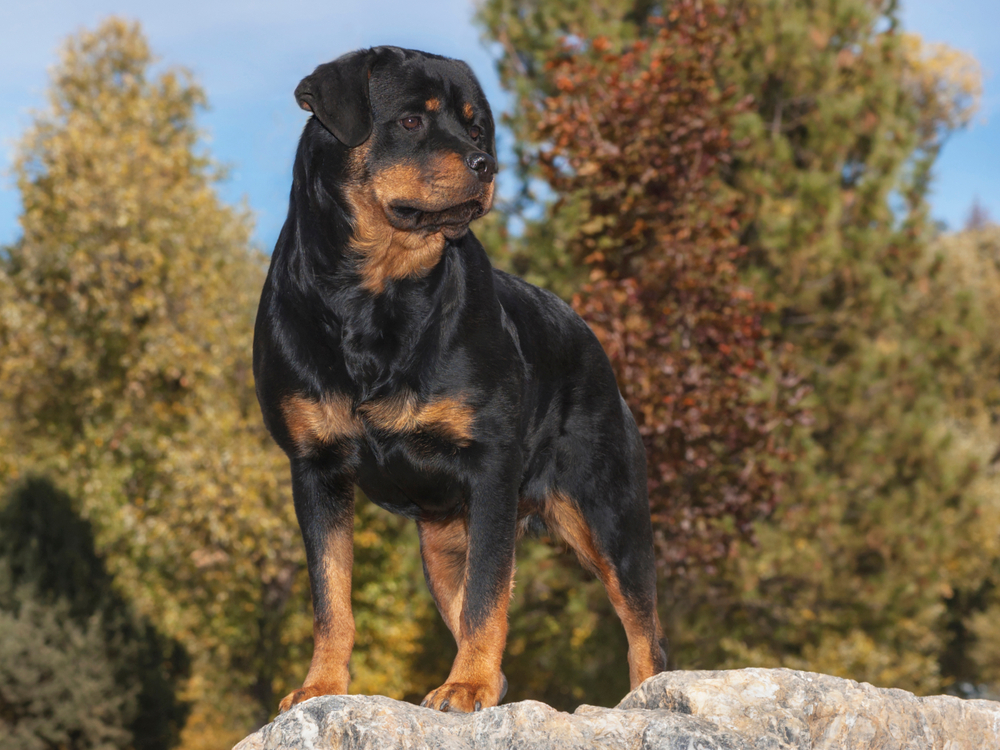 stunning, beautiful female rottweiler posed on a marble boulder