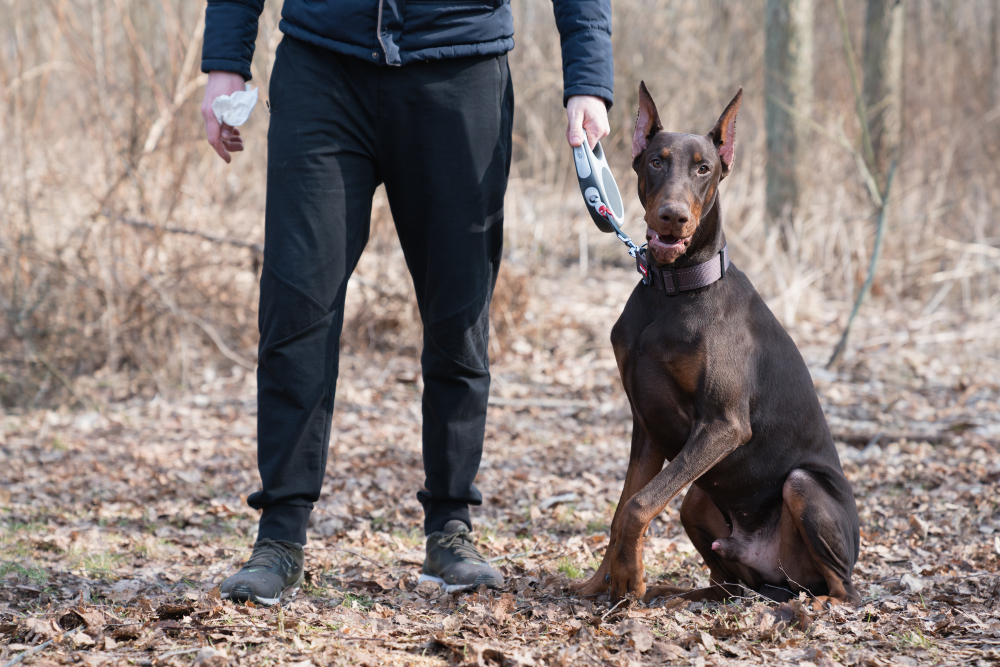 The Dobermann to most of the world  or Doberman Pinscher  is a medium-large breed of domestic dog originally developed around 1890 by Karl Friedrich Louis Dobermann