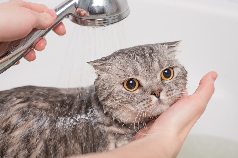 猫　お風呂　シャンプー　シャワー