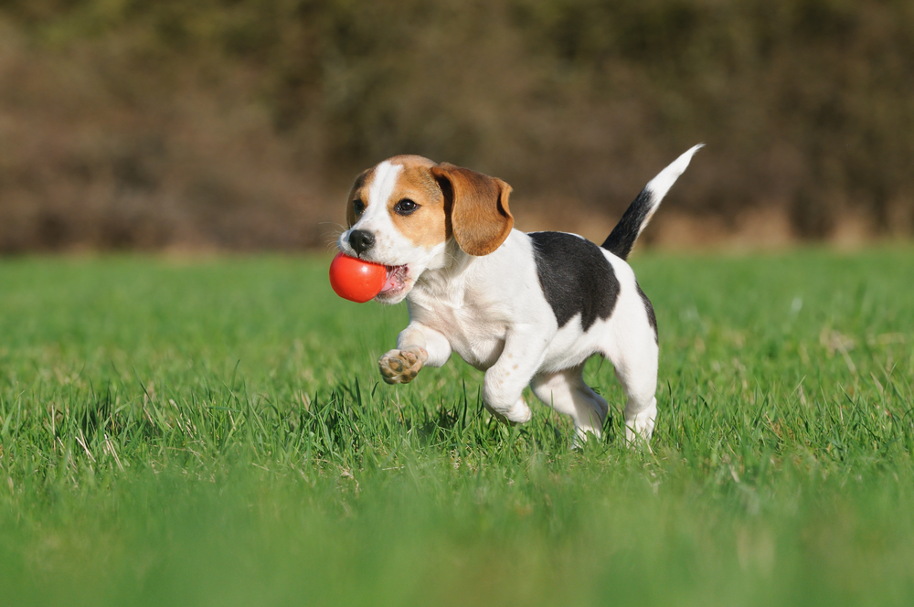ボールで遊ぶ犬