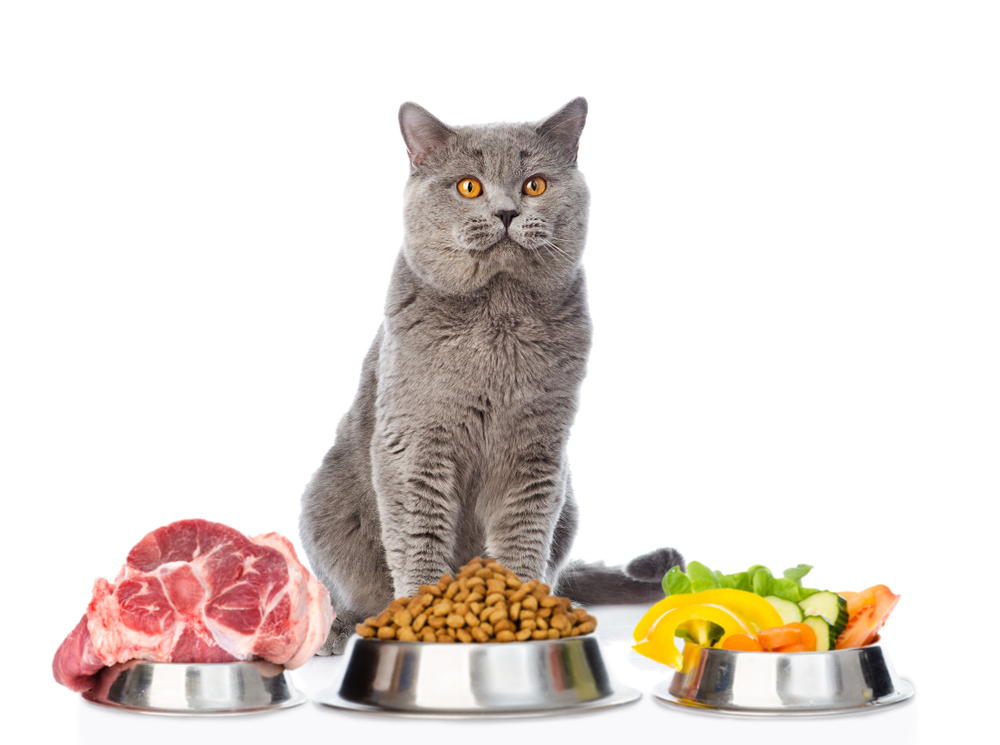 Cat with food for pets. isolated on white background.