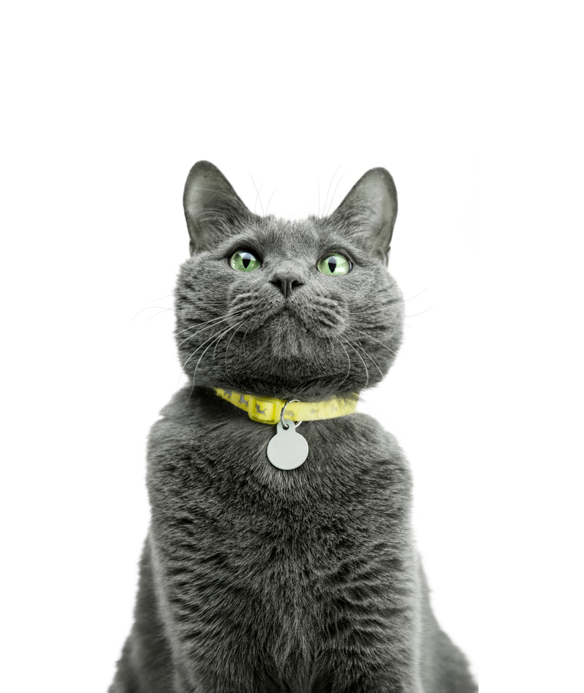 Portrait of a beautiful and funny gray cat in a yellow collar. Close-up. Russian blue cat, green eyes. Background is isolated.
