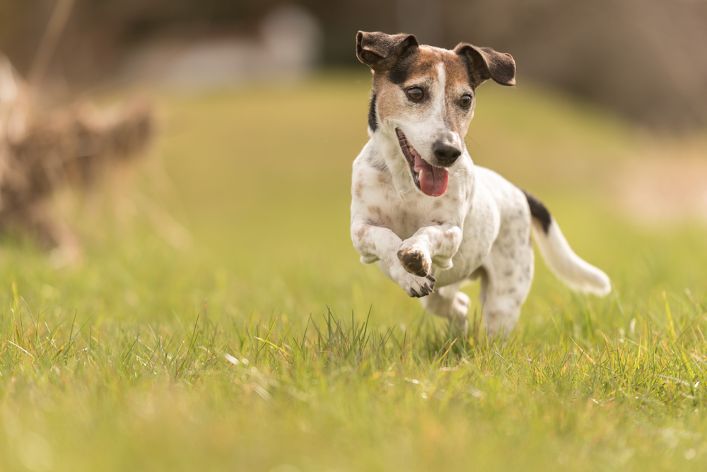 small old dog runs and flies over a green meadow in spring - Jack Russell Terrier Hound 10 years old