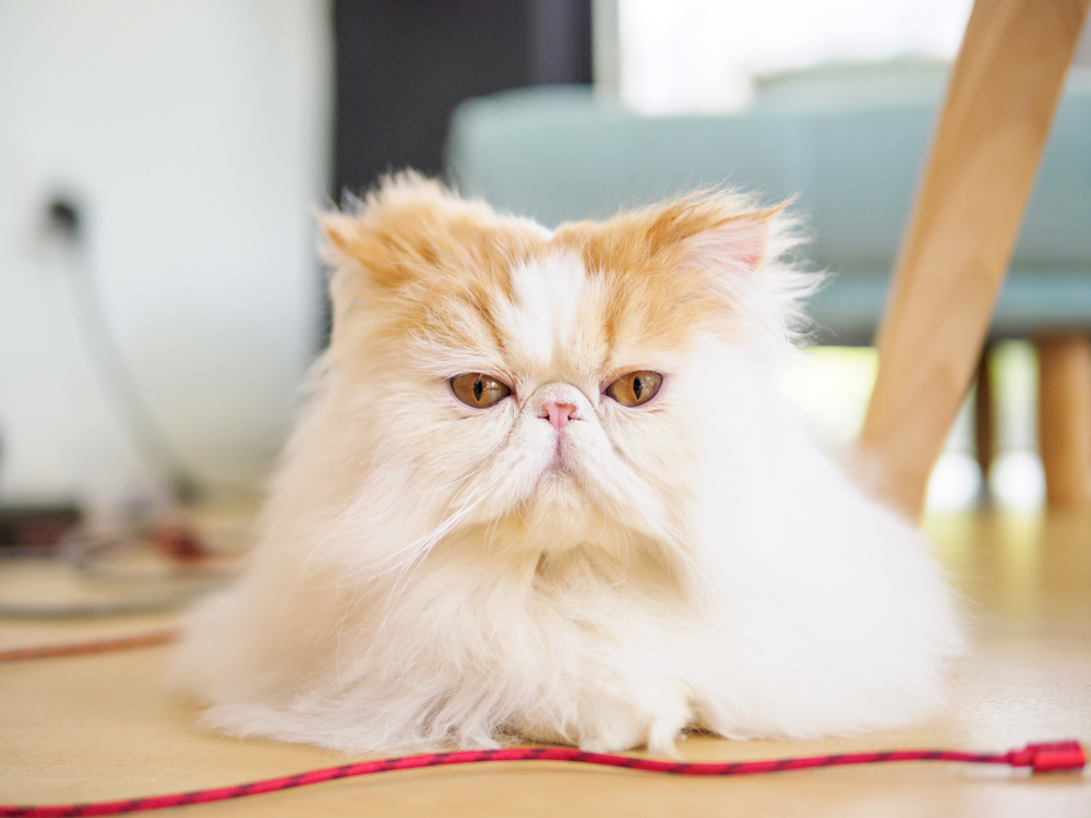 Portrait of exotic long hair yellow cat on the wood floor. looking at camera with round eyes.