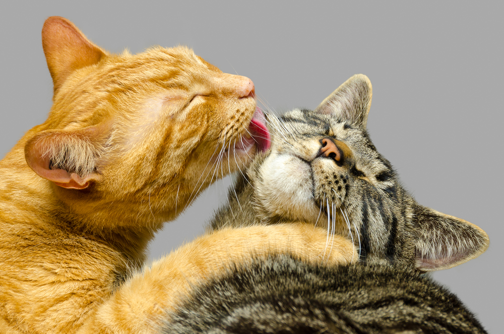 猫はどうして顔や手などを舐めるの？その仕草さから分かることを解説