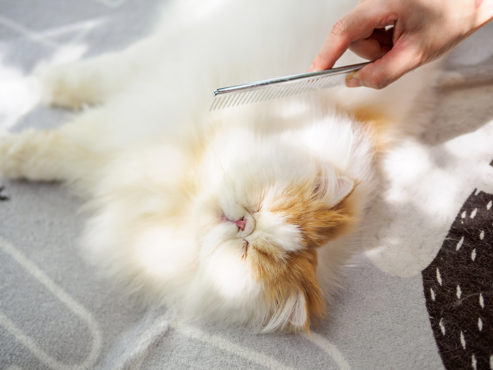 Woman combing a cute fluffy exotic long hair cat with comb on couch, cat laying on back in sunlight with eyes closed and enjoy its comfortable life.
