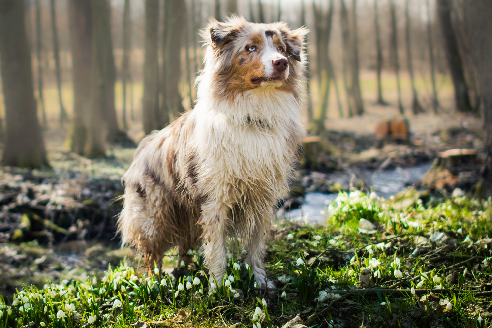 Red merle australian shepherd dog standing between snowflake in the forest at the spring.