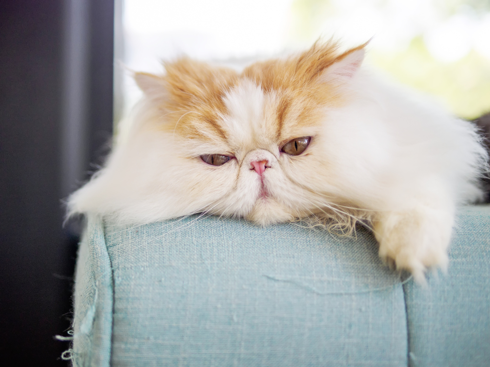 Portrait of exotic long hair yellow cat lying on couch. looking at camera with lazy expression, focus on the big eye.