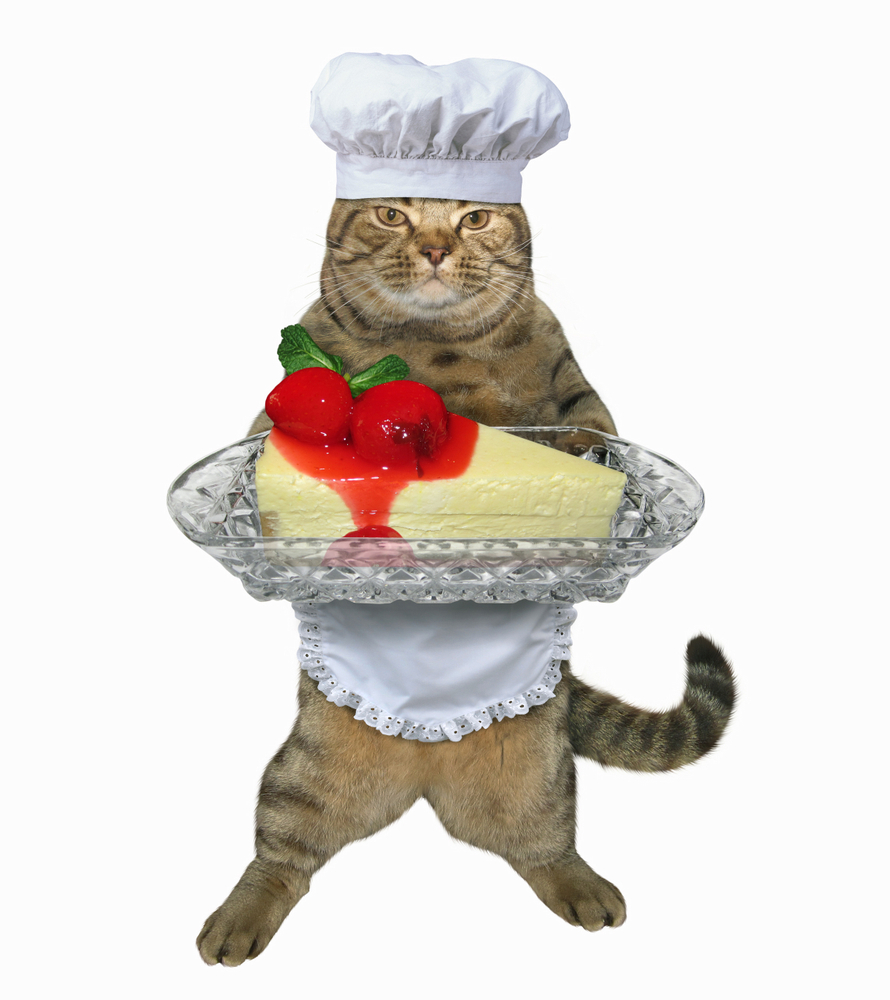 猫にチーズケーキはNG！致死量ともしも食べた時の対処法！