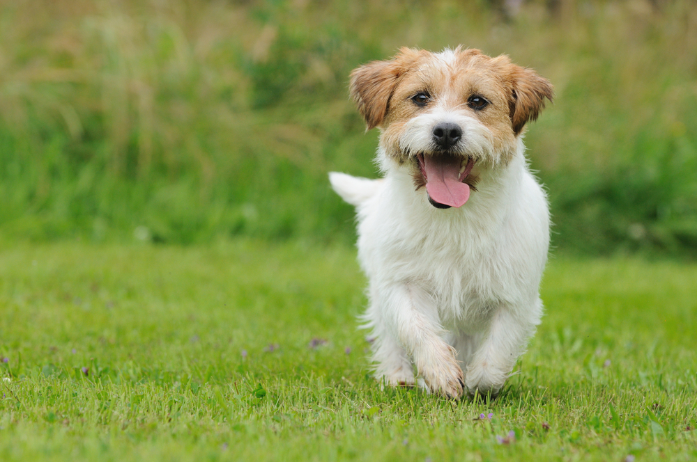 【ドッグトレーナー監修】小型犬の散歩はどれくらい？小型犬に適切な散歩の知識を解説【2023年版】
