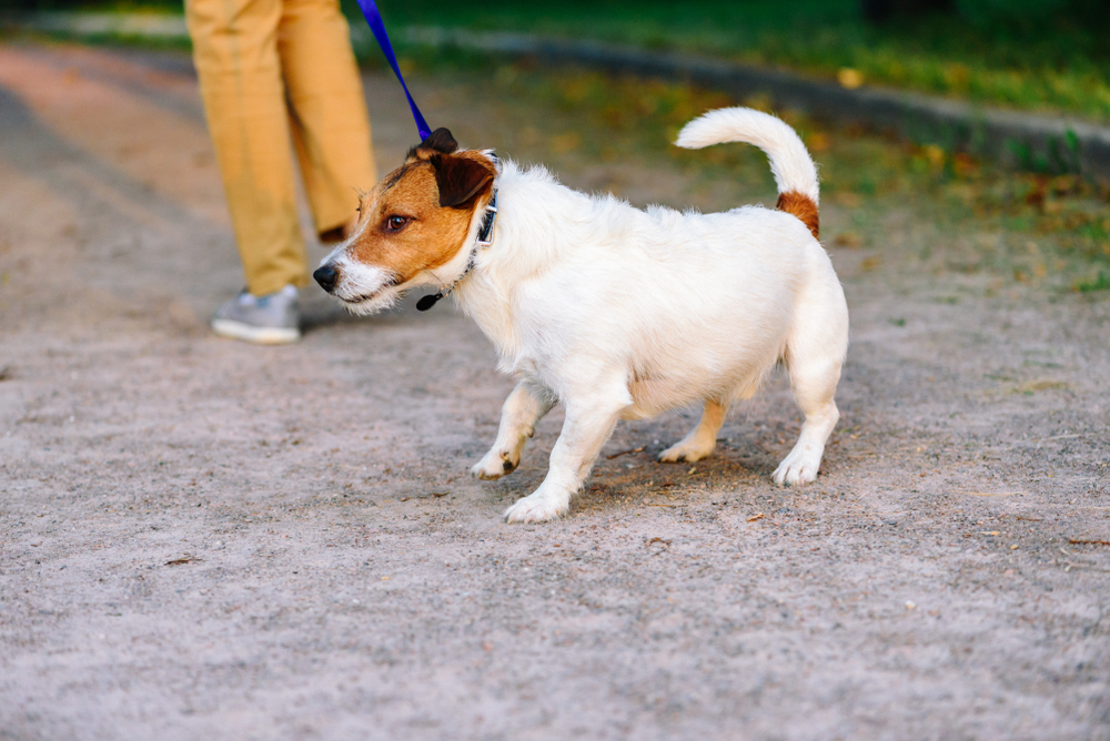 後ずさりをする犬