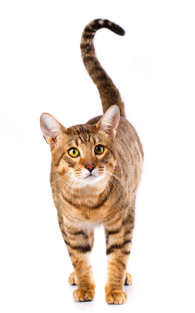 Serengeti thoroughbred cat on a white background. Purebred cat. Well-groomed kitten. Pet, comfort and calm concept.