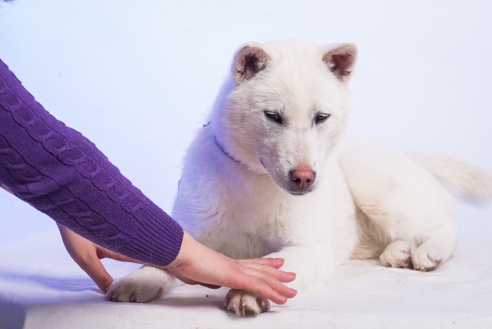 white japanese beautyful dog young champion kishu inu