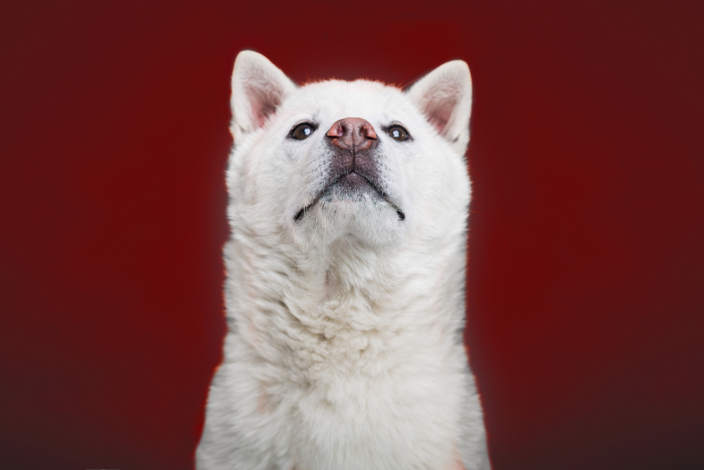 white japanese beautyful dog young champion kishu inu