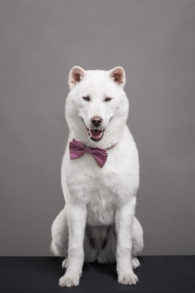 white japanese beautyful dog young champion kishu inu