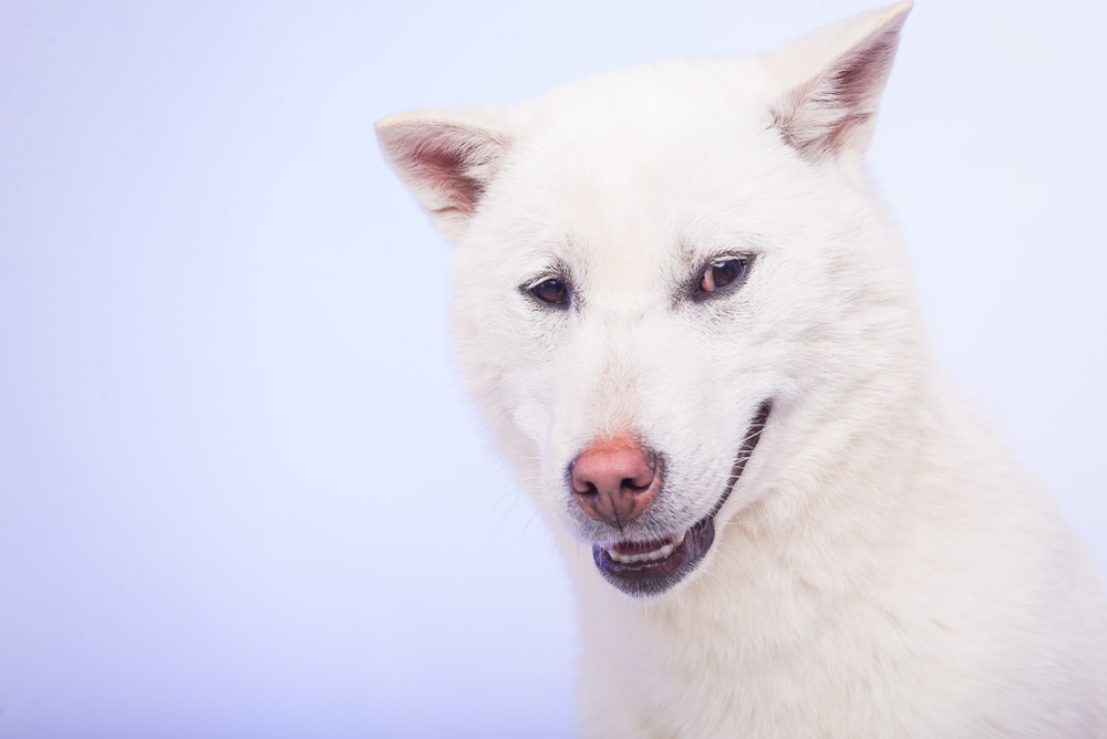 kishu inu white japanese beautyful dog young champion
