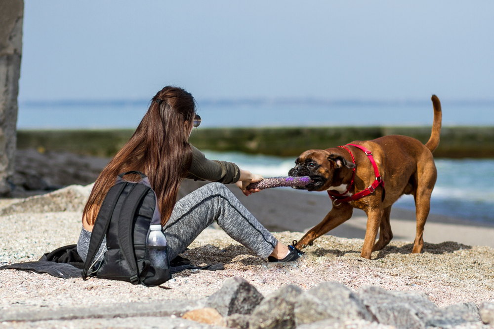 Girl playing with a boxer dog