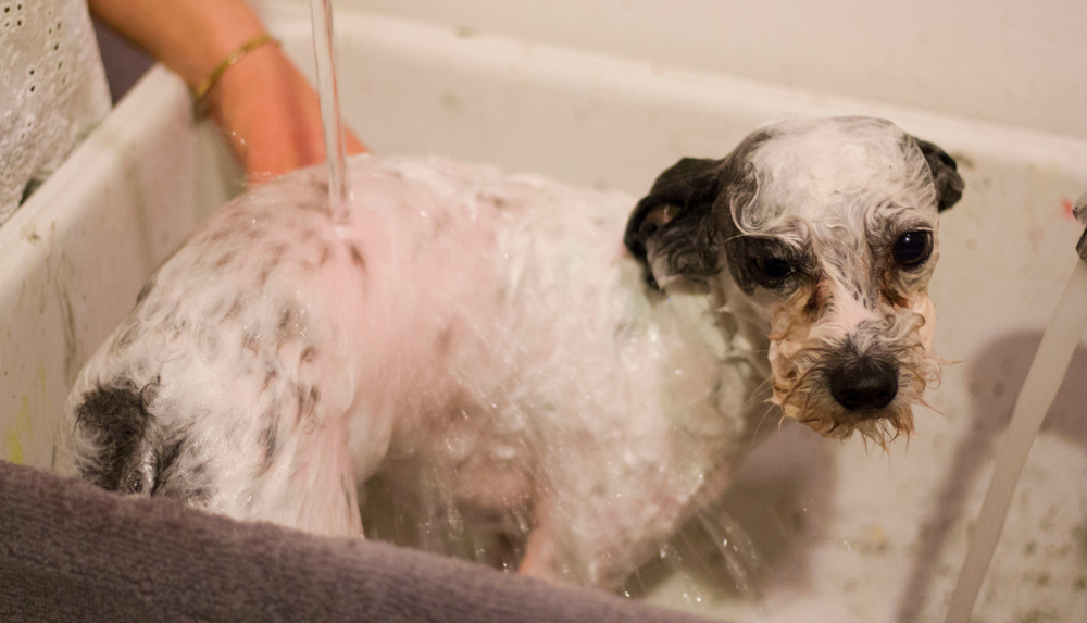 Chinese Crested and Bichon Frise Dog wet during bath time 
