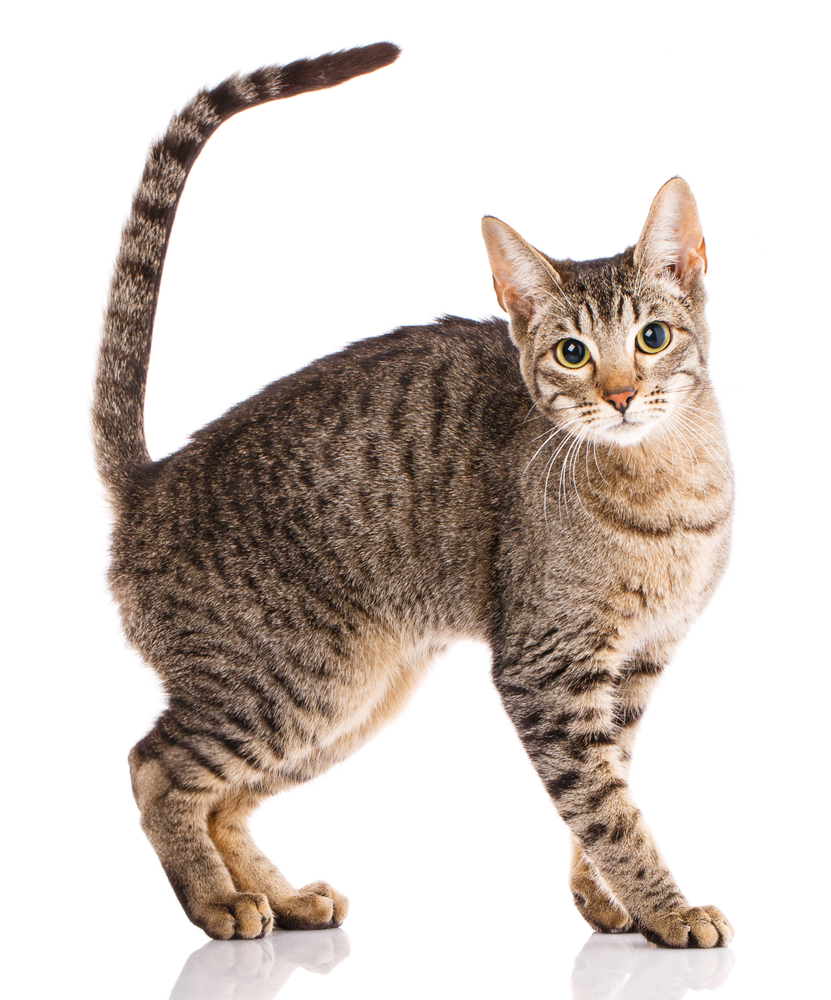 Serengeti thoroughbred cat on a white background. Purebred cat. Well-groomed kitten. Pet, comfort and calm concept.