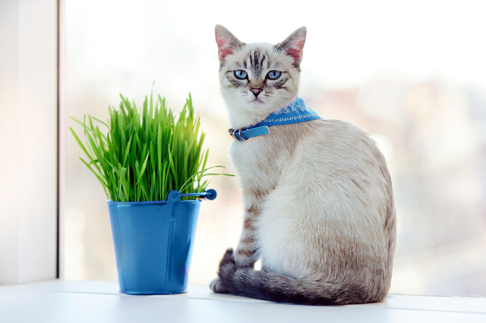 Blue eyes kitten in a collar sitting next to the bucket with fresh cat grass