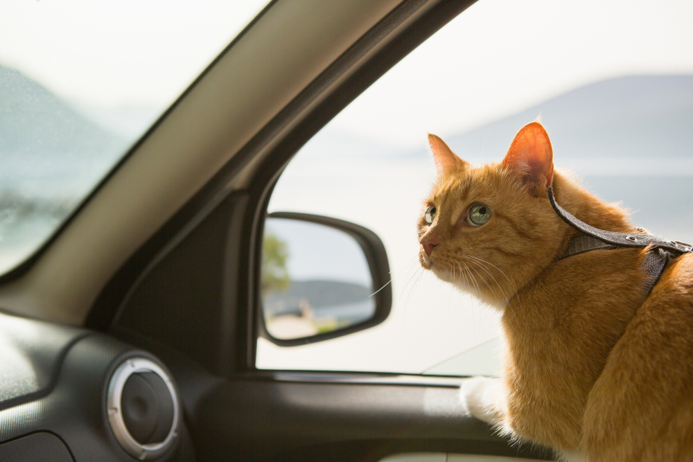 猫と一緒にドライブしたいけど。。猫にかかるストレスや注意点とは？