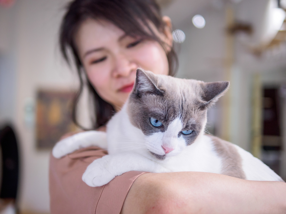 Beautiful brown white Ragdoll Cat lying in womans shoulder and looking aside, focused on cats eyes.