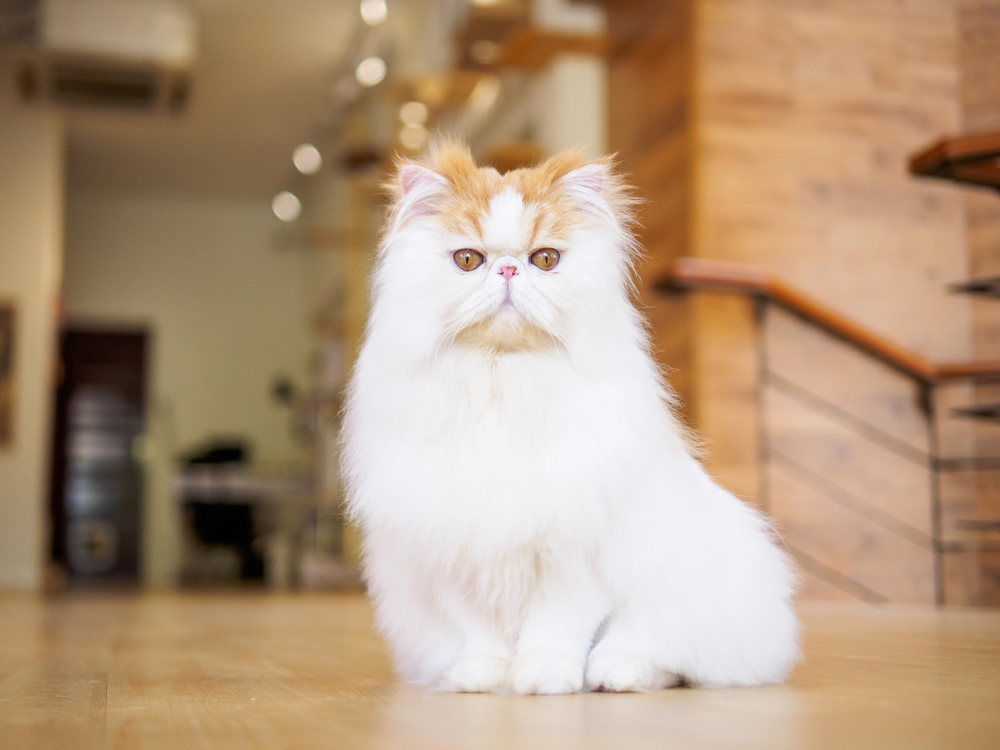 Portrait of exotic long hair yellow cat sitting on the wood floor and looking at camera with round eyes.