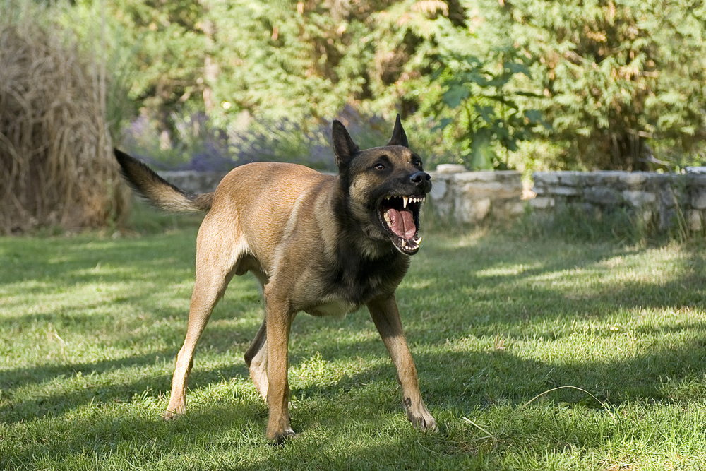 【犬のしつけ方法】他の犬に吠える癖はどうしたら直るの？