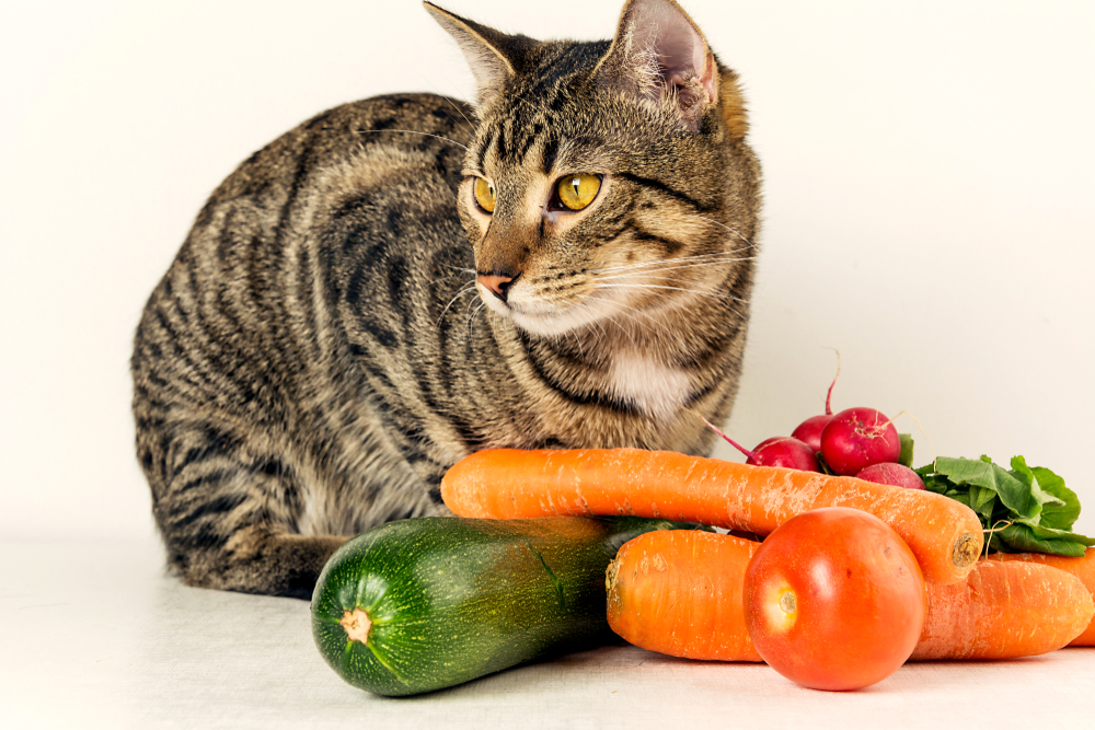 猫の健康によい野菜は何？与え方には工夫が必要。