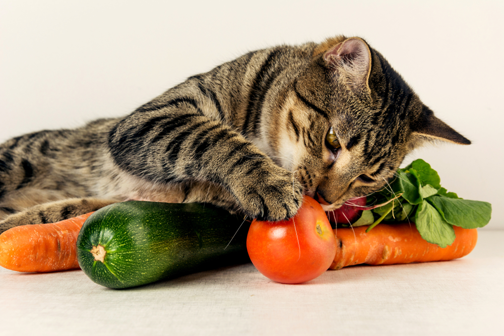 野菜で遊ぶ猫