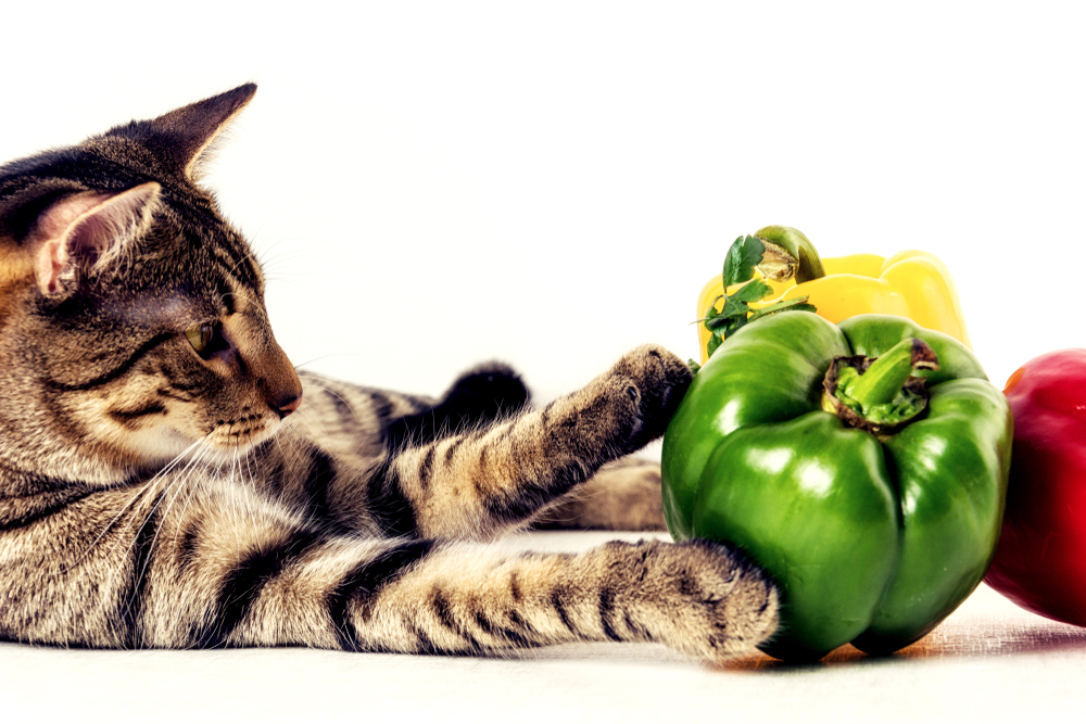 【獣医師監修】猫にピーマンを食べさせてもいいの？与えるメリットと注意点を解説【2023年版】