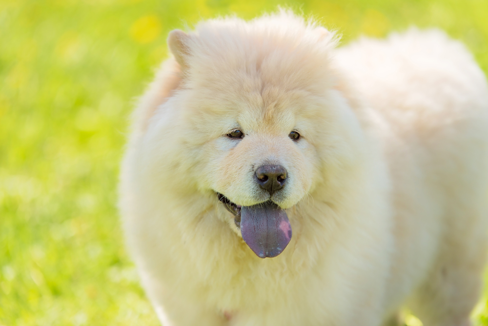 White chow chow dog in the green park. Closeup photo