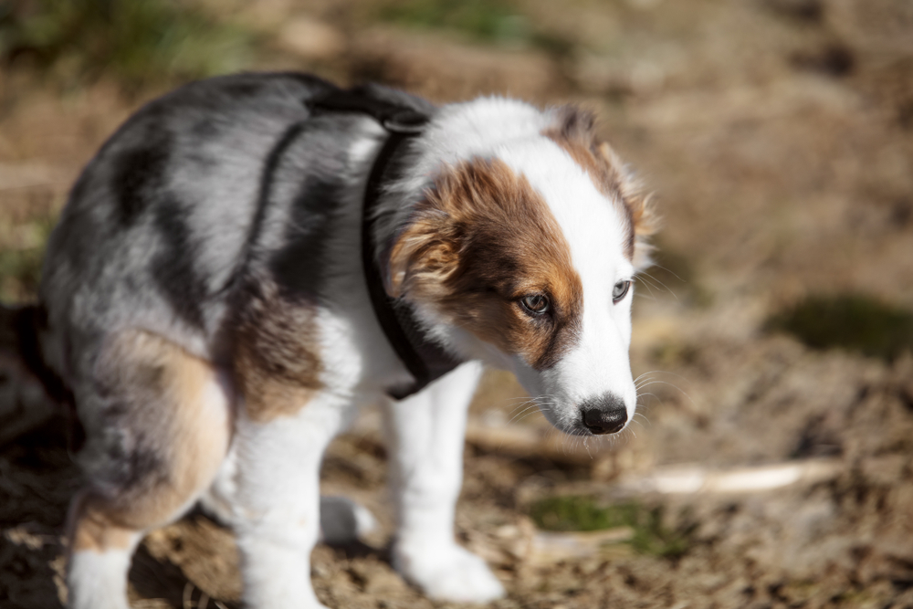 Defecation of a puppy dog, cute mixed-breed whelp is house-trained