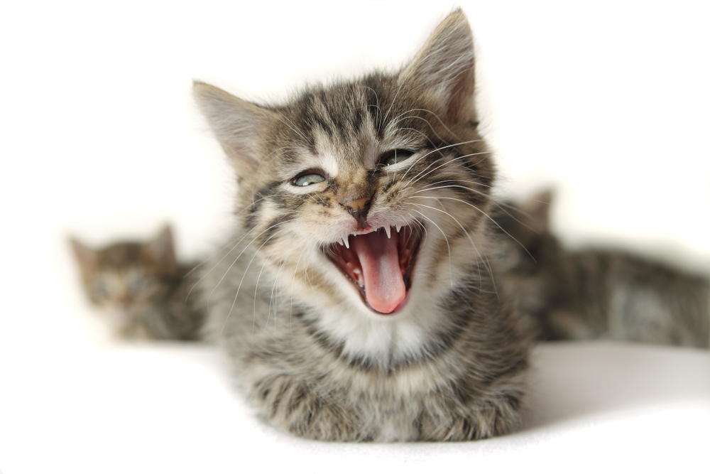 funny, cute lying kitten with wide open mouth, that looks crying, singing, laughing or yawning, with other blurry kittens 
isolated on white background.