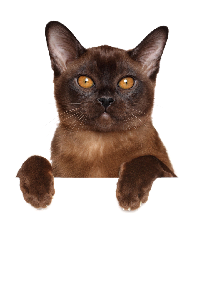 Burmese cat on white banner isolated on white background. Animal themes