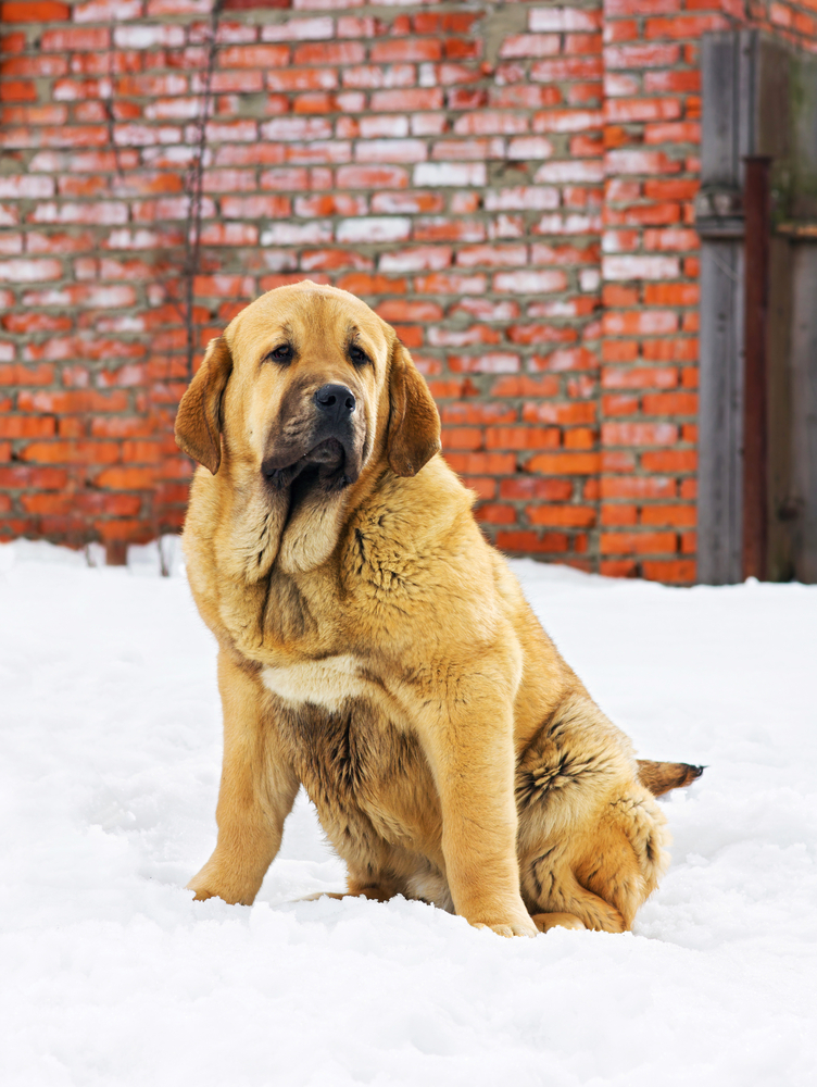 Puppy Spanish Mastiff sitting in snow against brick wall