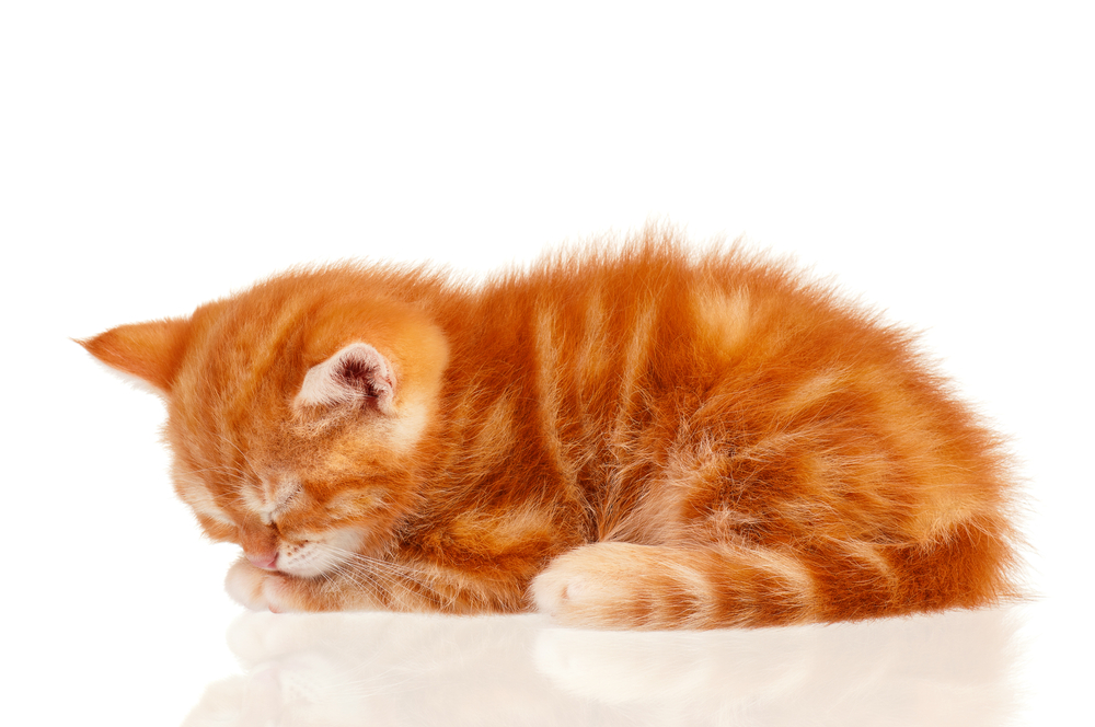 猫が手で顔を隠して寝るのはなぜ？寝相や寝姿から分かる猫の心理とは