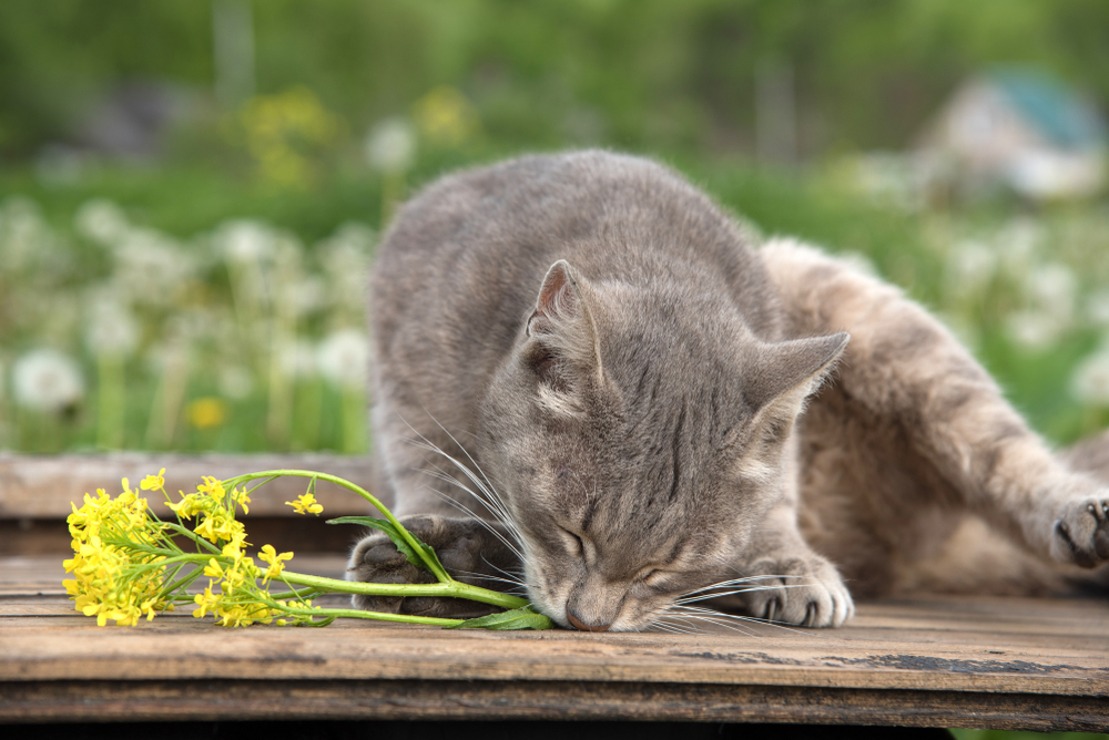 【獣医師監修】猫に菜の花はNG？猫草代わりとして与えてもダメ？注意点やリスクを解説【2023年版】