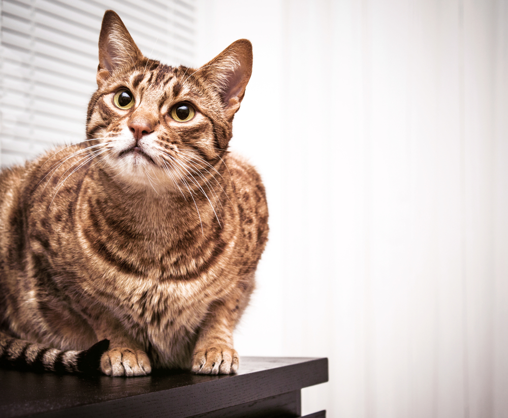 Adult ocicat cat, green eyes tabby pet, indoor