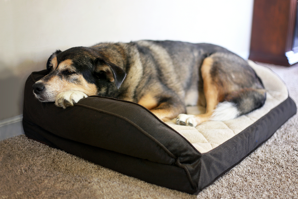 An old German Shepherd Border Collie Mix Breed Canine is resting in a soft dog bed at home.
