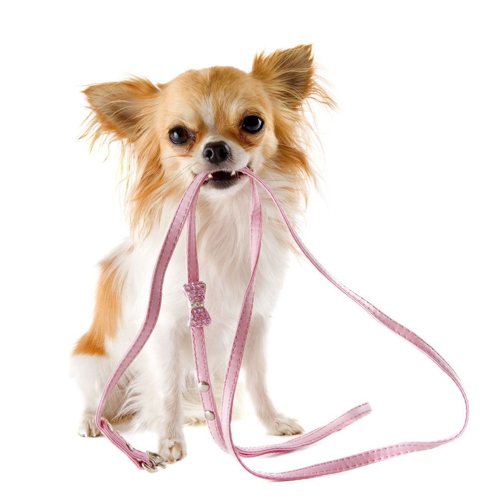 portrait of a cute purebred  chihuahua who holding a leash in front of white background