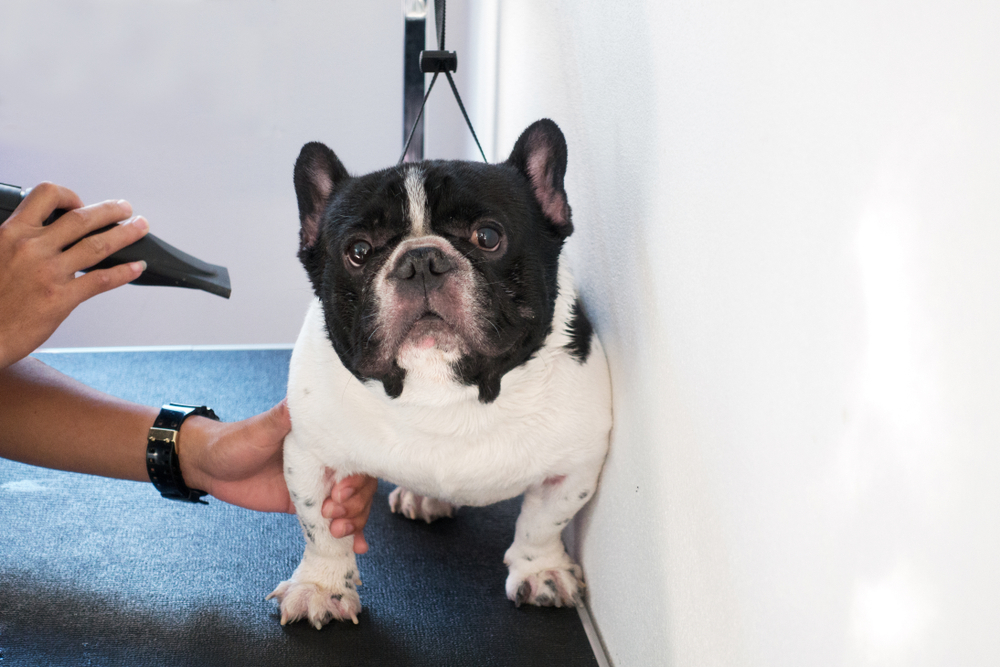 French bulldog at groomer salon. Groomer using blow dryer on a dog.