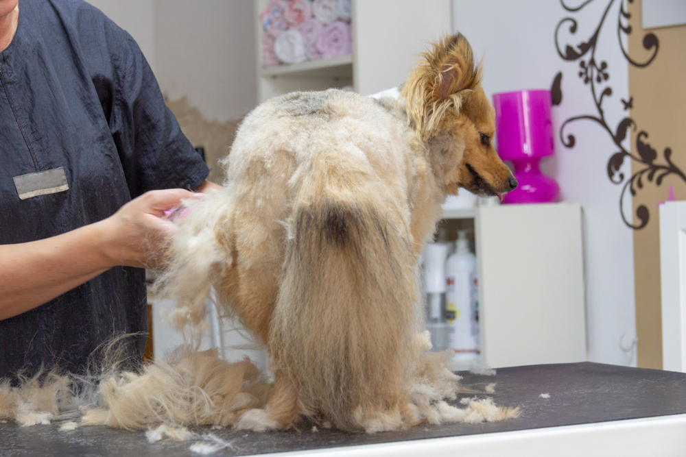 Shetland Sheepdog dressed by a  professional dog groomer