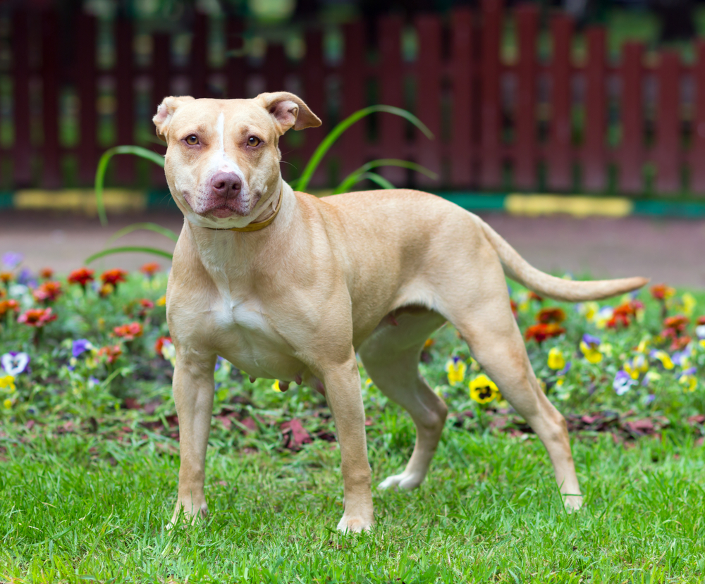 Outdoor Portrait standing American Pit Bull Terrier