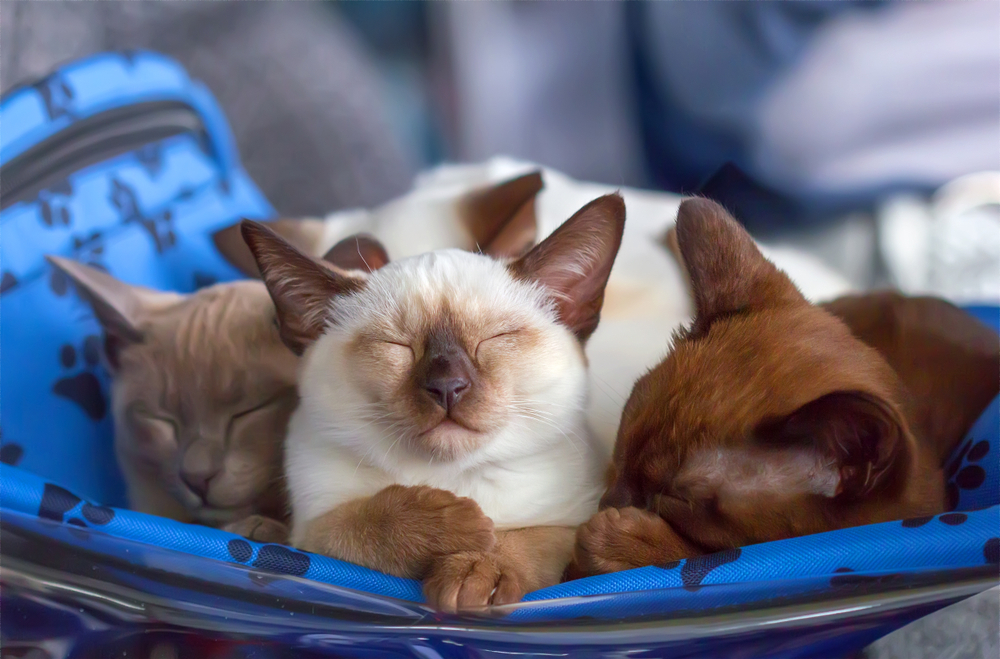 Sleeping small kittens Thai and Burmese breed