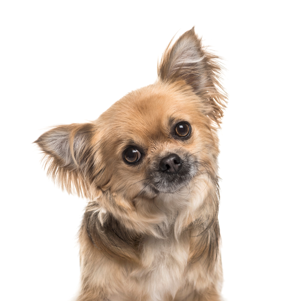 Close-up of a Chihuahua Dog, isolated