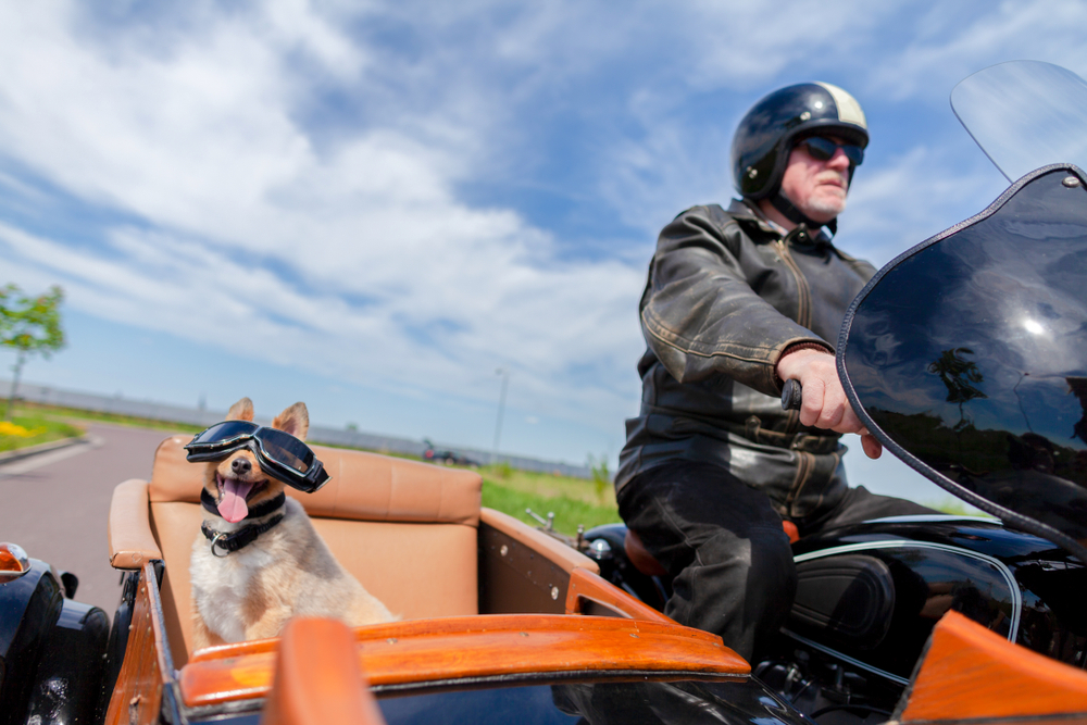 犬を一緒にバイクに乗せても大丈夫？犬の正しい乗せ方と役立つアイテムを紹介！