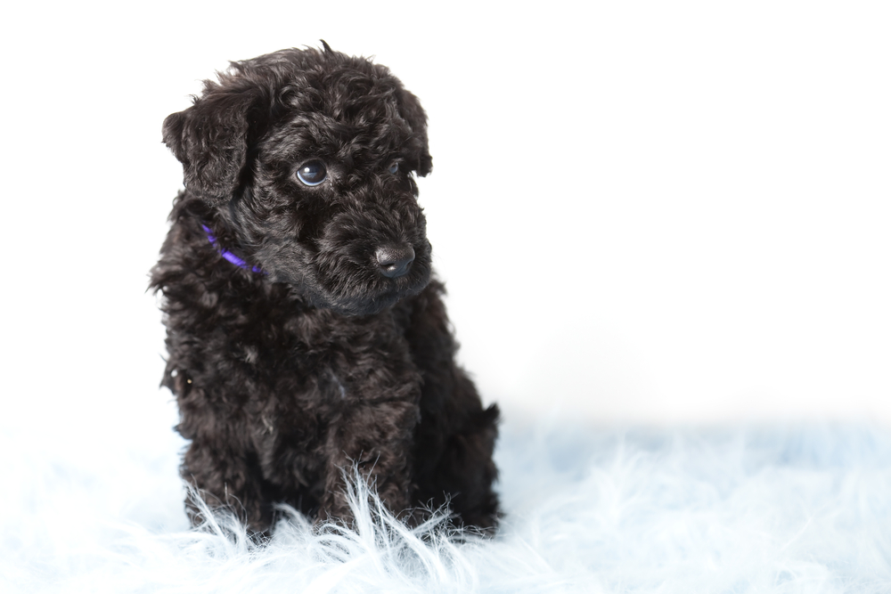 Kerry Blue Terrier Puppy on white background